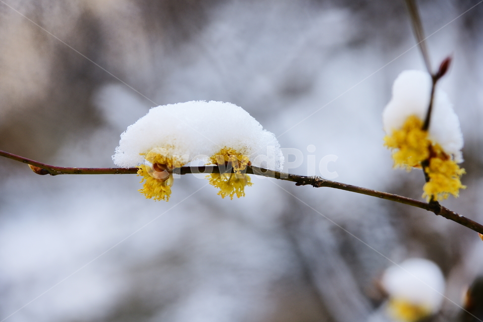 생강나무,설경,야생화,겨울,눈,겨울,계절,winter,season,식물,자연,plants,nature,꽃,flower