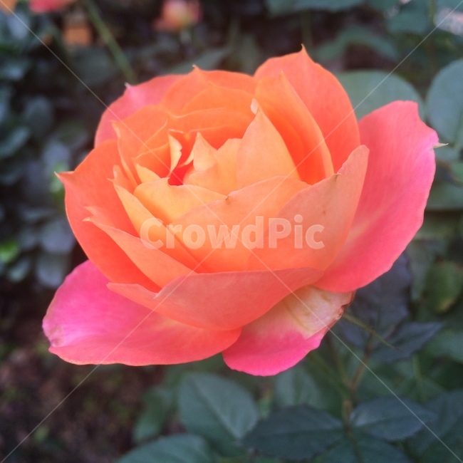 orange rose,petal,a flower,rose,A rose