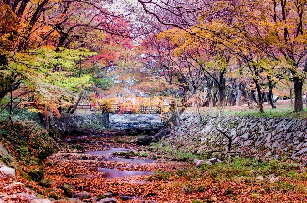 가을,단풍구경,내장산,여행,배경화면,가을,계절,fall,autumn,season,자연,풍경,nature,landscape,한국자연풍경,한국자연경관,korea nature landscape,plant,식물,tree,나무