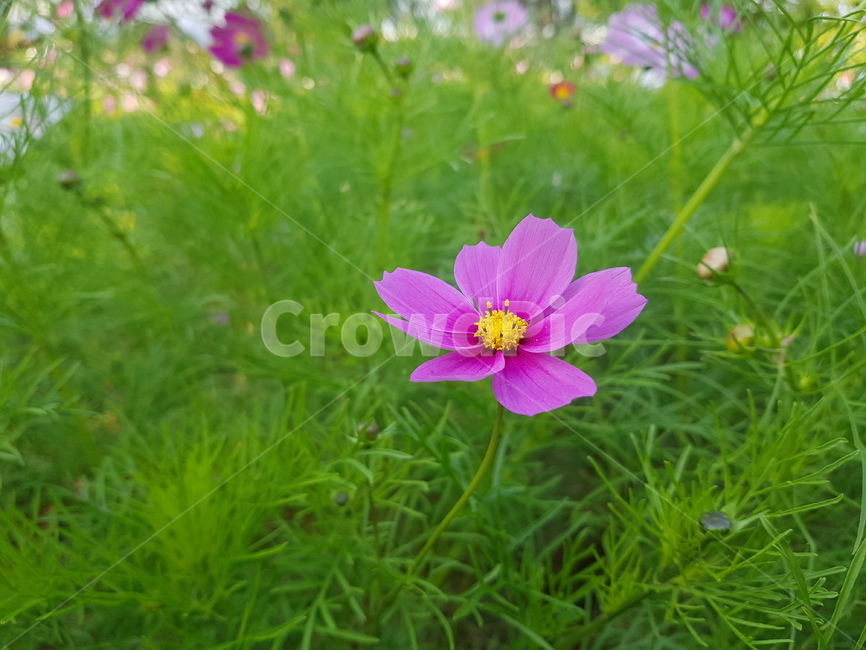 꽃,식물원,flower,bloom,공원