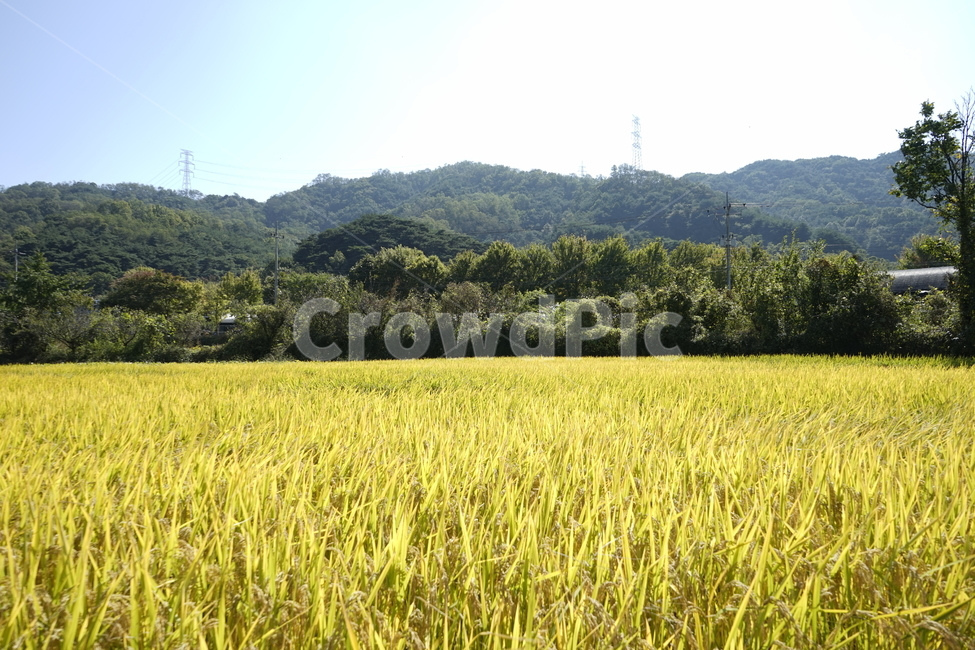 가을,황금빛,추수,벼,쌀,수확,농사,밥,한국식자재,식자재,가을,계절,fall,autumn,season,field,들,outdoors,옥외,grassland,목초지,nature,자연
