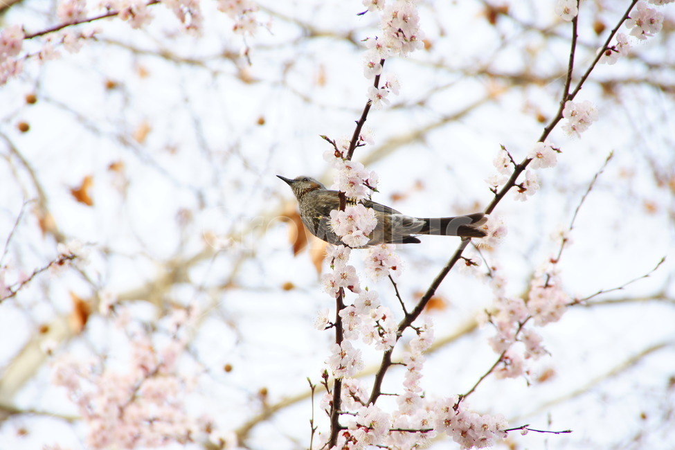 봄,새,조류,나무,휴식,동물,animal,조류,새,birds