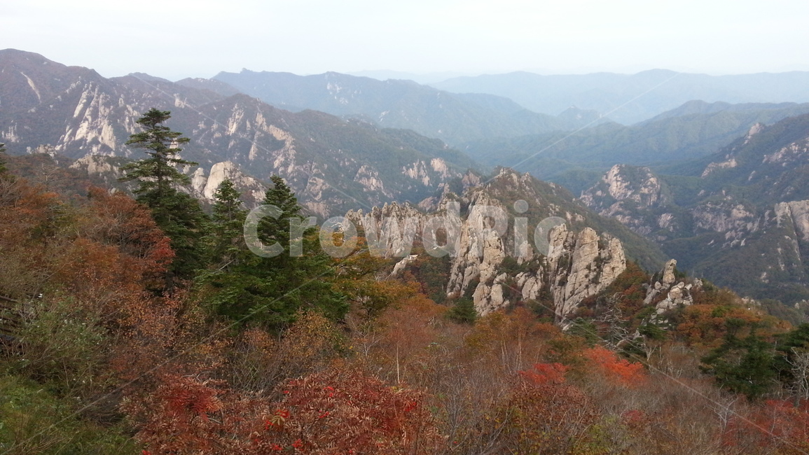 설악산,용아장성,가을,단풍,소청조망,자연,풍경,nature,landscape,tree,나무,plant,식물,slope,경사,outdoors,옥외,fir,전나무,mountain,산