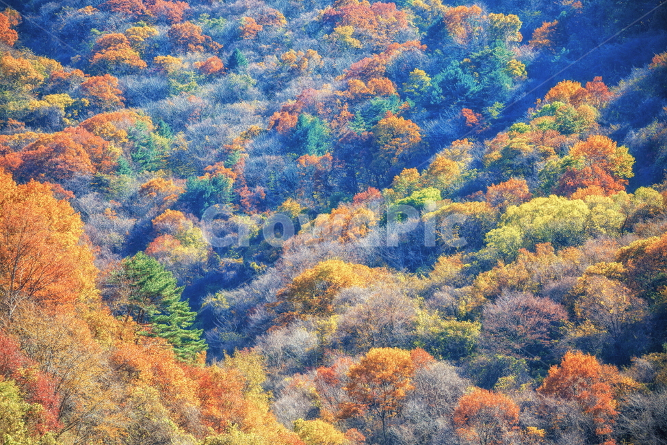 단풍,가을,autumn,fall,계절,가을,계절,fall,autumn,season,자연,풍경,nature,landscape,vegetation,초목,bush,부시,plant,식물,art,미술,painting,그림