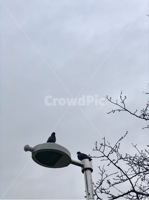 새,비둘기,가로등,나무,하늘,동물,animal,조류,새,birds