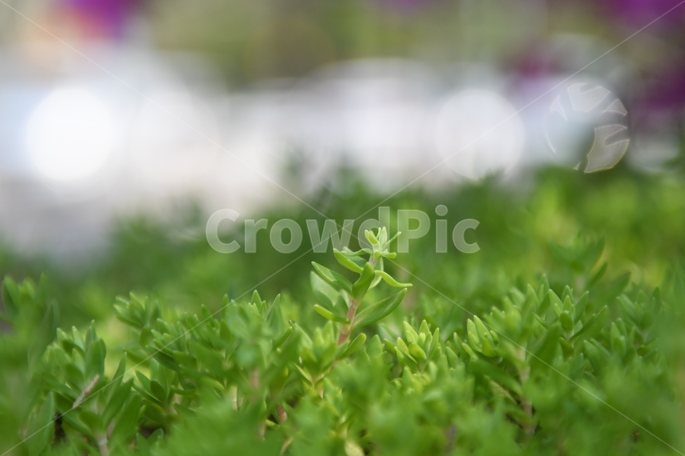 초록,꽃,나물,돈나물,풀,배경,식물,자연,plants,nature