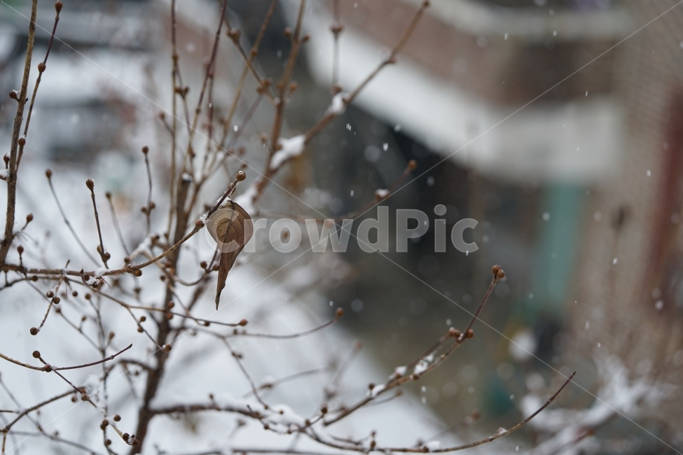 눈,설경,풍경,풍경사진,겨울,겨울이야기,윈터,winter,계절,추위,눈내리는날,감성,감성사진,겨울풍경,느낌,나무,snow,스노우,바람,한파,날씨,하얀색,화이트,흰색,가지,겨울,계절,winter,season