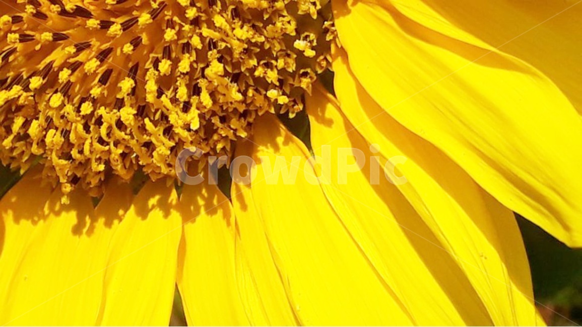 해바라기,노랑색,sunflower,꽃,자연,식물,식물,자연,plants,nature,꽃,flower