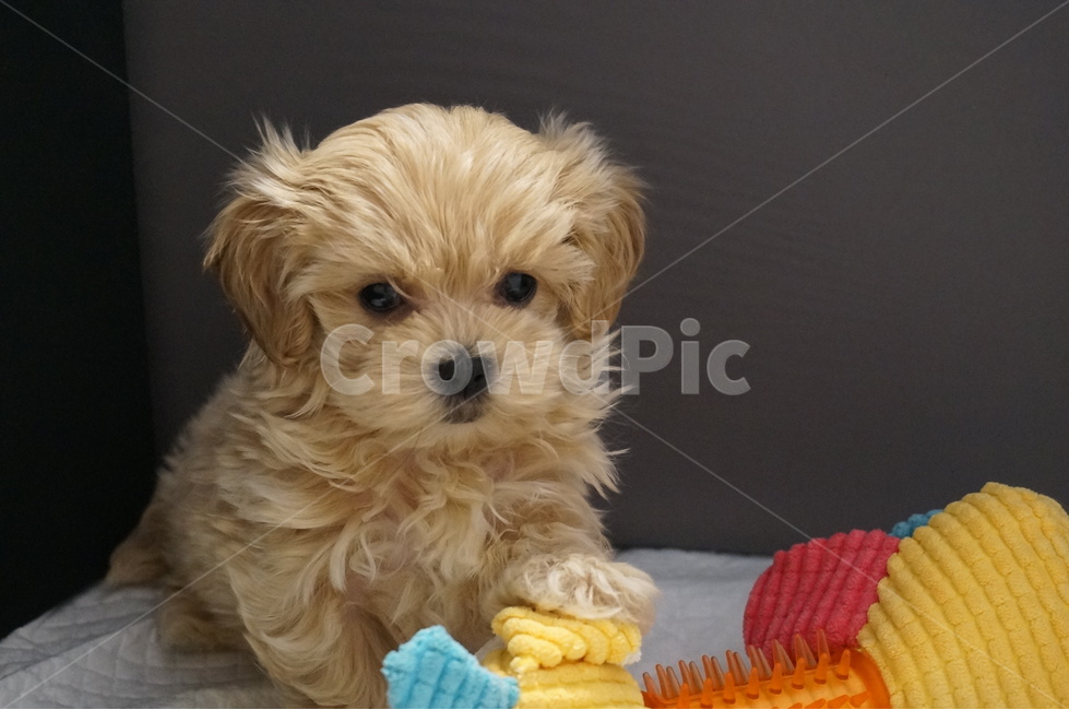 강아지,말티푸,퍼피,애견,puppy,maltipoo,동물,animal,포유류,mammal,개,강아지,dog,doggy