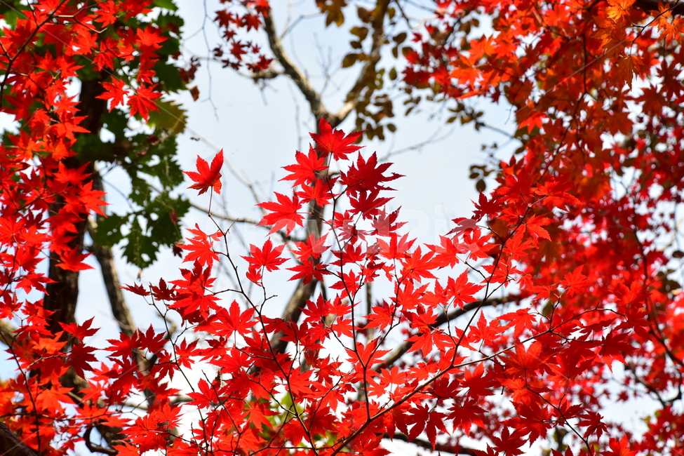 가을,단풍,자연,풍경,북한산,잎,단풍잎,붉은,나무,계절,계곡,숲,힐링,plant,fall,autumn,season,forestnature,landscape,한국자연풍경,한국자연경관,korea,tree,maple,leaf,가을,계절,fall,autumn,season,자연,풍경,nature,landscape,식물,plants,나무,trees,wood