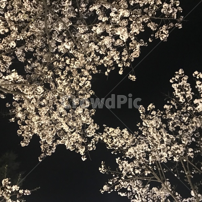 봄,봄야경,벚꽃,밤사진,봄사진,예쁜사진,아름다움,분위기좋은사진,정적인사진,식물,자연,plants,nature