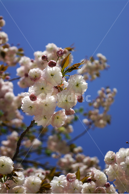 벚꽃,꽃,flower,계절,봄,spring,겹벚꽃,봄,계절,spring,season,식물,자연,plants,nature,꽃,flower,plant,blossom