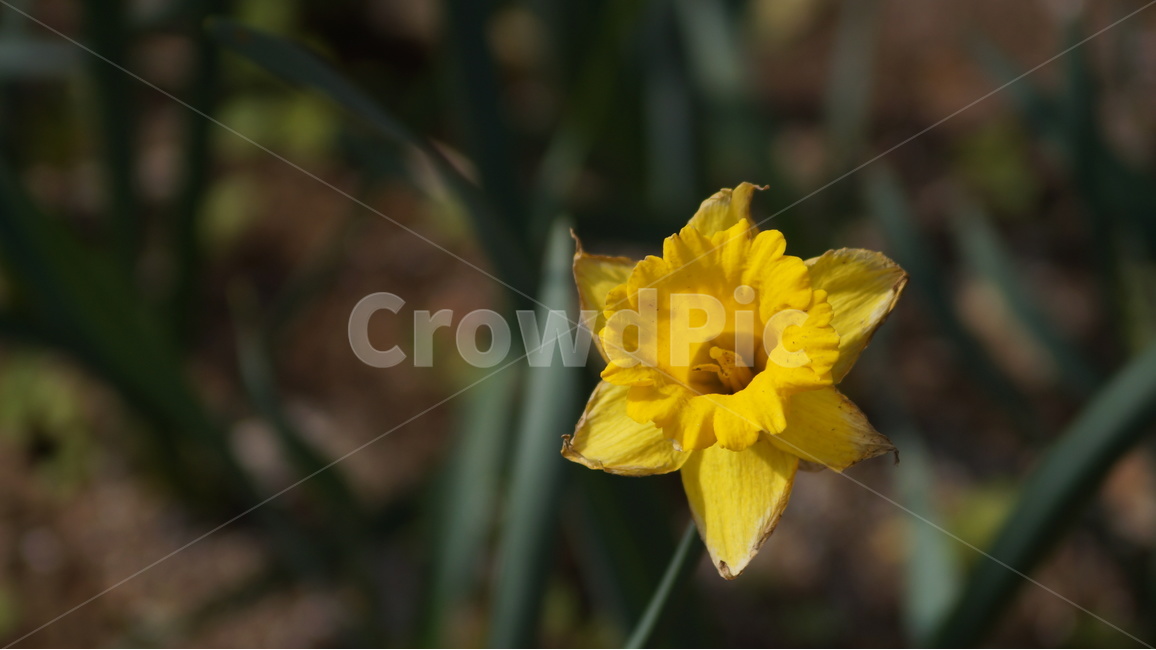 수선화,수선화꽃,꽃,자연,풍경,식물,자연,plants,nature,꽃,flower