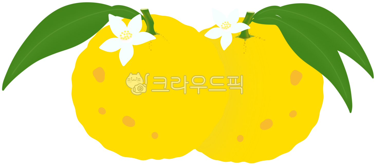 유자,유자꽃,유자나무,과일,겨울과일,귤,오렌지
