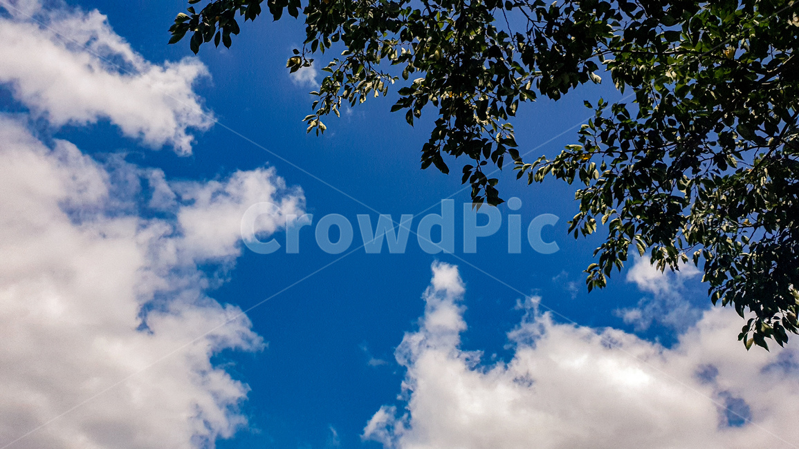 하늘,구름,풀,푸른하늘,자연,sky,azuresky,outdoors,nature