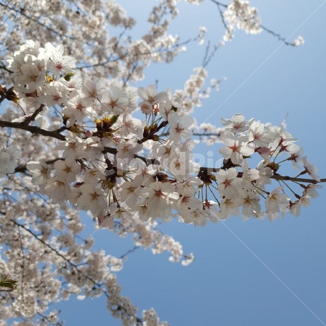 flower,blossom,꽃,벚꽃,봄