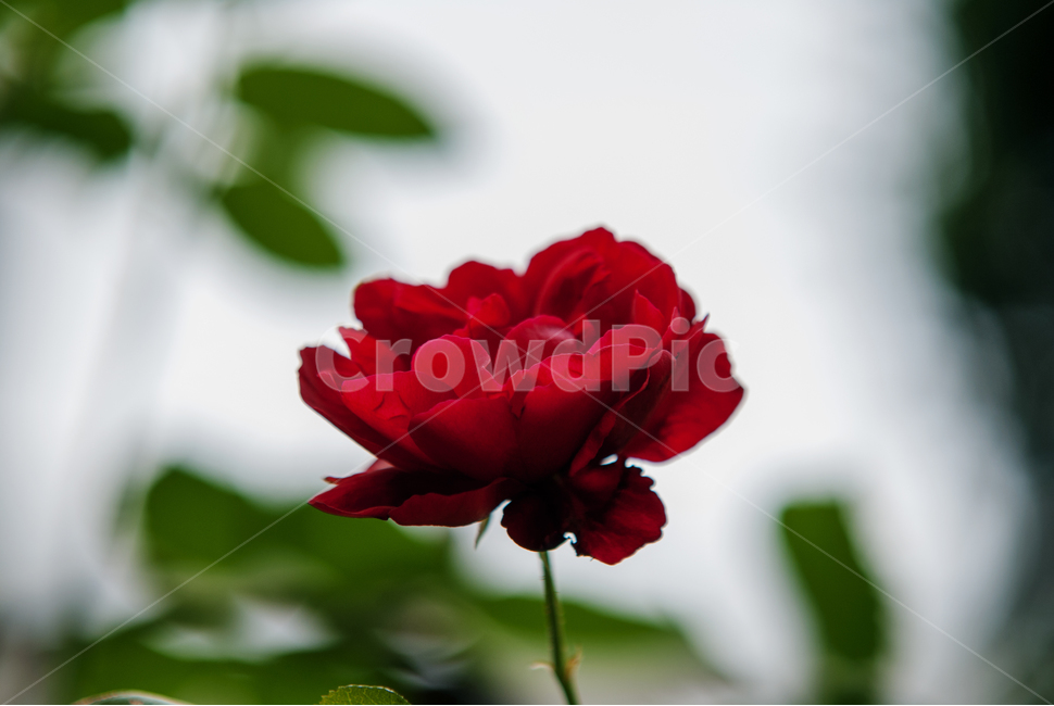봄,fall,autumn,식물,계절,나무,자연,풍경,꽃,autumnal,season,plants,autumncolors,nature,landscape,scenery,scene,view,flower,bloom,장미,rose,봄,계절,spring,season,식물,자연,plants,nature,꽃,flower,감성,sensible,feeling,plant,geranium,제라늄,blossom