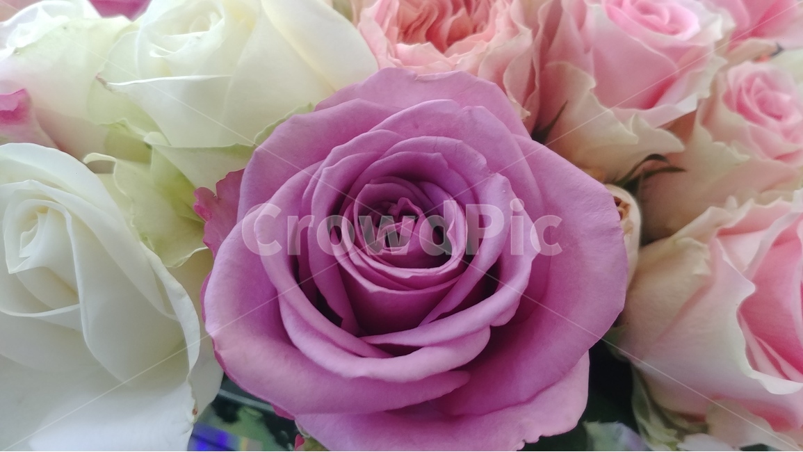 꽃,flower,rose,장미,장미꽃,샘페인핑크,여름,여름꽃,6월의꽃,6월,핑크,pink,flowers,식물,plants,식물,자연,plants,nature,꽃,flower