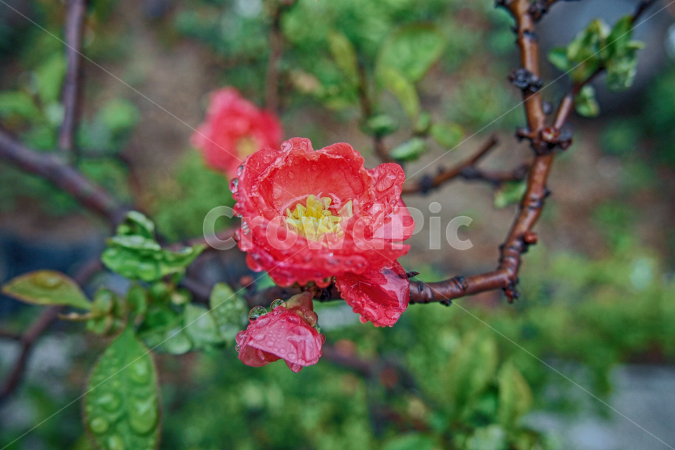 꽃,매화,홍매화,홍설매,설매,자연,식물,붉은,식물,자연,plants,nature,꽃,flower