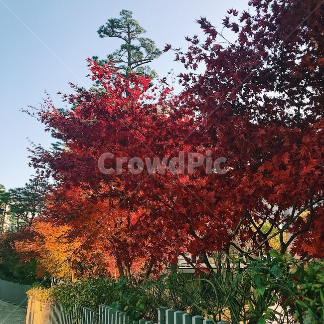 배경,단풍,가을,계절,자연,가을,계절,fall,autumn,season,자연,풍경,nature,landscape,tree,나무,plant,식물,leaf,잎,maple