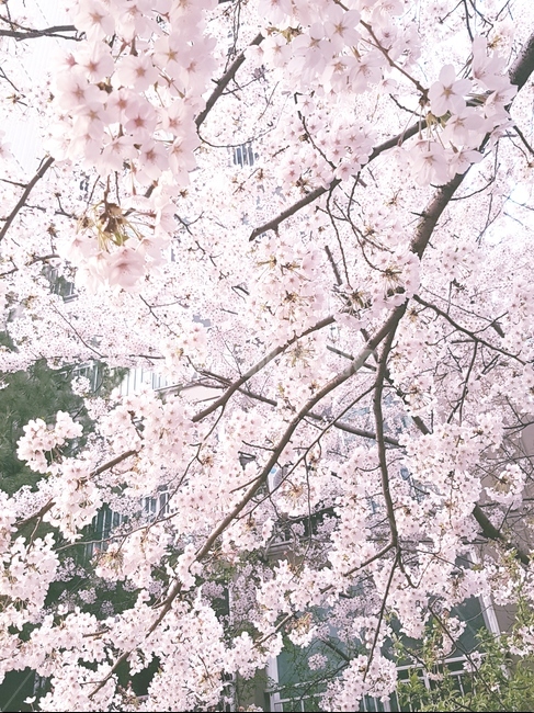 꽃,벚꽃,봄,분홍,flower,나무,봄,계절,spring,season,식물,자연,plants,nature,꽃,flower,plant,cherry blossom,blossom