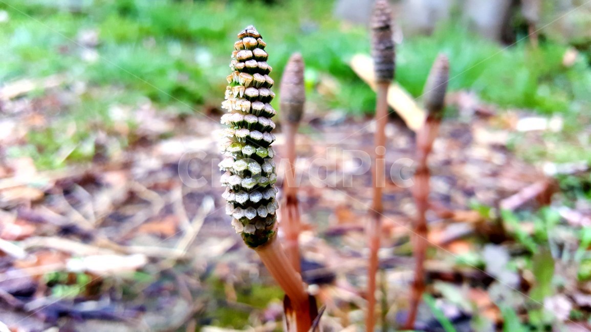 꽃,식물,가을꽃,식물확대,특이한식물,식물,자연,plants,nature