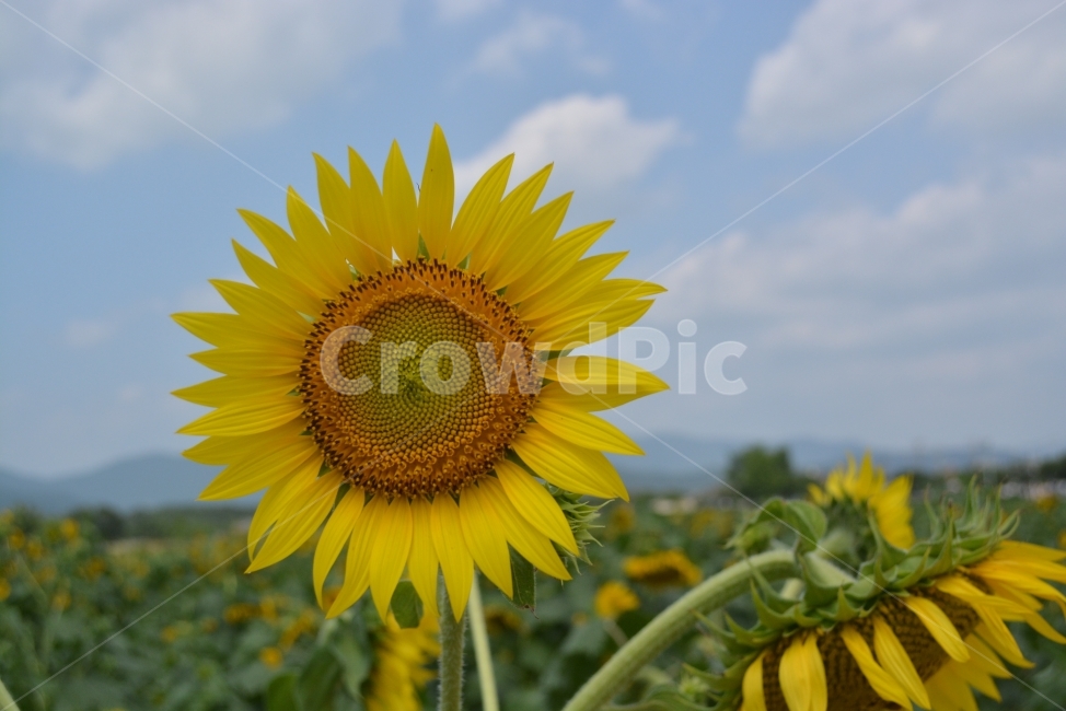 해바라기,구름,감성,감성사진,꽃,식물,자연,plants,nature,꽃,flower