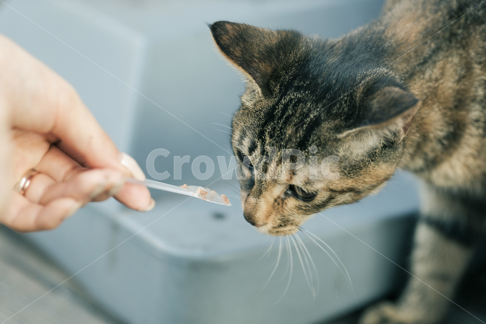 고양이,야옹이,길고양이,길냥이,캣맘,야옹,캣,동물,animal,포유류,mammal,고양이,cat,kitten,kitty