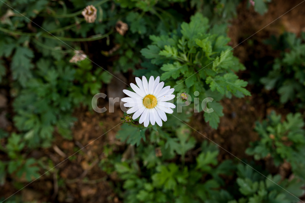 구절초,들꽃,꽃,가을,식물,botanical,flowers,가을,계절,fall,autumn,season,식물,자연,plants,nature,꽃,flower,plant,blossom,daisy,데이지,daisies