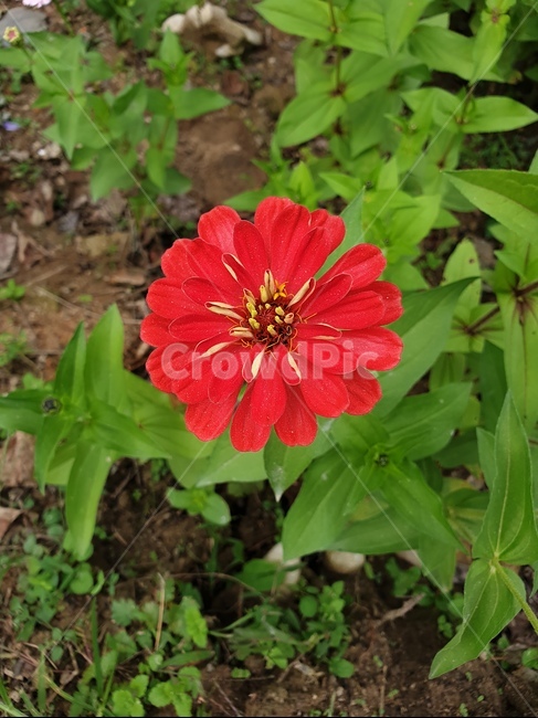 꽃,flower,들꽃,예쁜꽃,예쁜