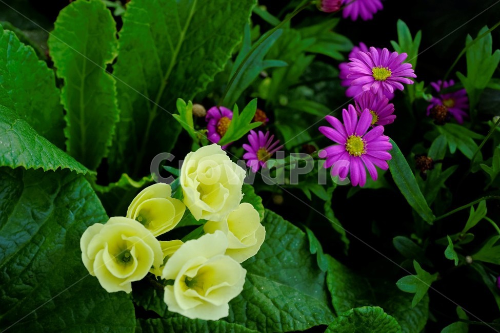 봄,꽃,꽃송이,식물,floral,flower,nature,plant,spring