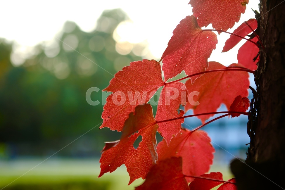 담쟁이,빨강,잎사귀,가을,나무,배경,가을,계절,fall,autumn,season,식물,자연,plants,nature,leaf,잎,plant,tree