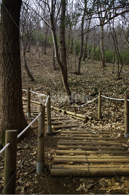 나무,식물,자연,tree,nature,plant,handrail,계단