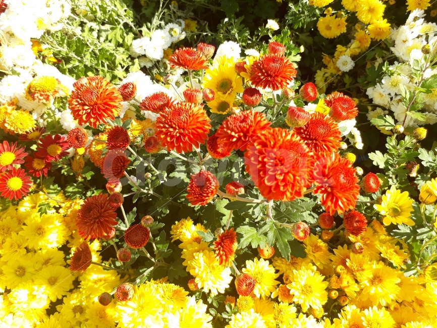 가을국화,국화,꽃,몽환,해와꽃,따사로움,식물,자연,plants,nature,꽃,flower