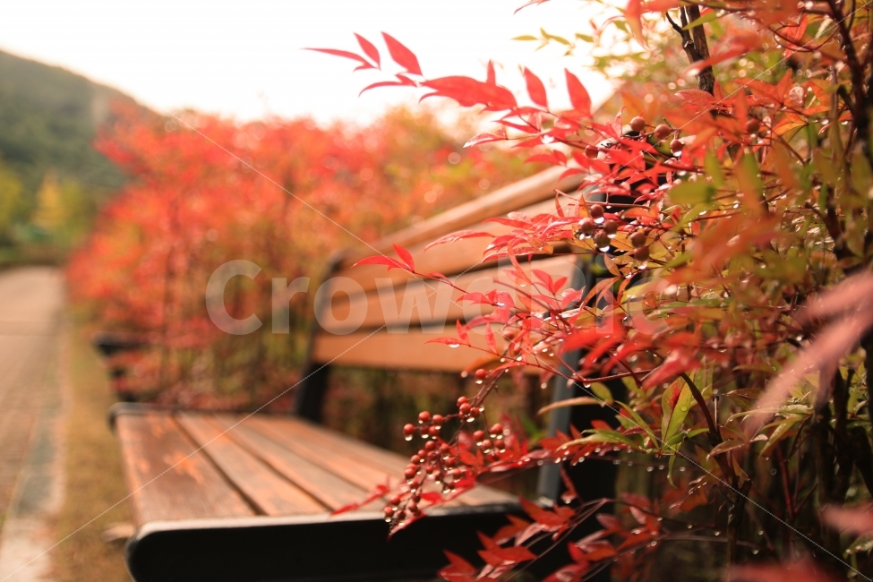 가을,밴츠,빗방울,단풍,고독,가을,계절,fall,autumn,season,감성,sensible,feeling,휴식,힐링,rest,relaxation,healing,furniture,가구,leaf,잎,plant,식물