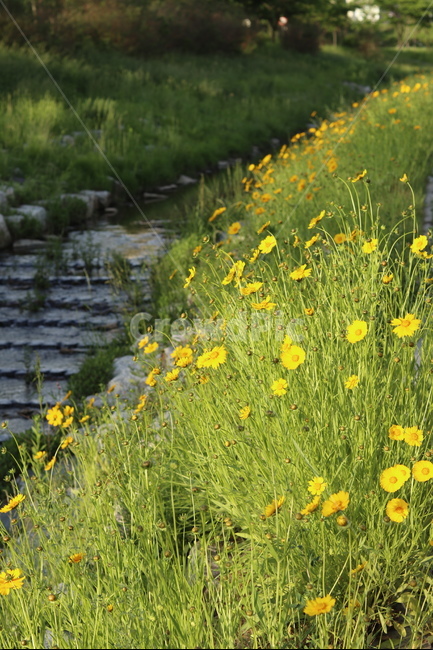 금계국,노랑,봄,풍경,아침,빛,식물,자연,plants,nature,꽃,flower