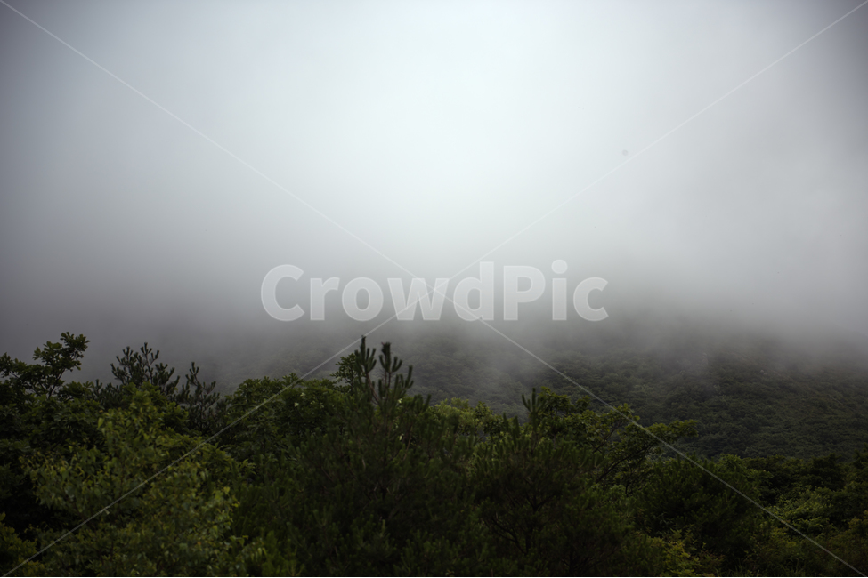 자연,안개,강원도,해안면,산속,자연,풍경,nature,landscape,weather,날씨,outdoors,옥외,mist,fog