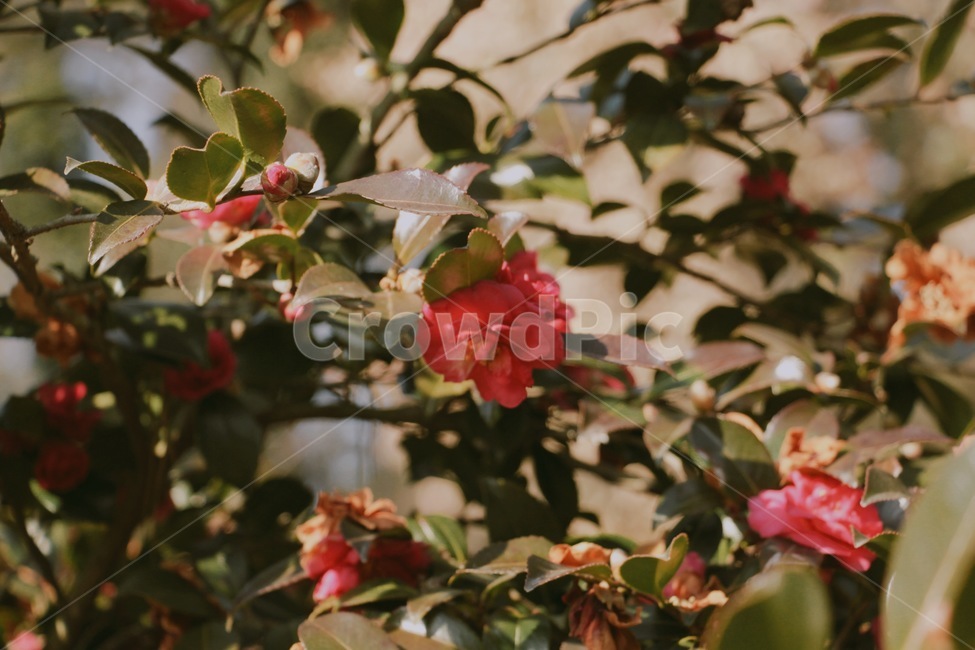꽃,동백꽃,동백나무,식물,나무,식물,자연,plants,nature,꽃,flower,감성,sensible,feeling
