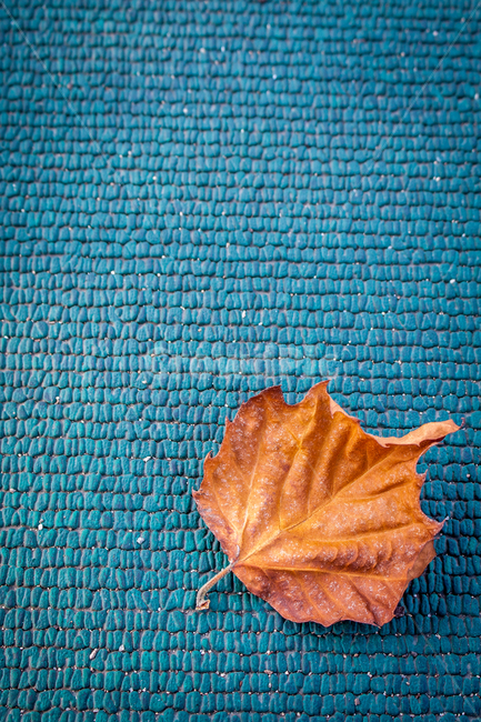 가을,낙엽,청색바닥,바다색,시화전,가을,계절,fall,autumn,season,leaf,잎,plant,식물,tree,나무