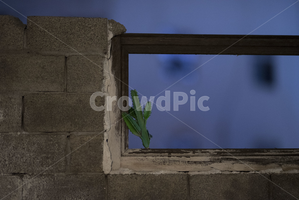 선인장,벽,미니선인장,cactus,wall,식물,자연,plants,nature,감성,sensible,feeling