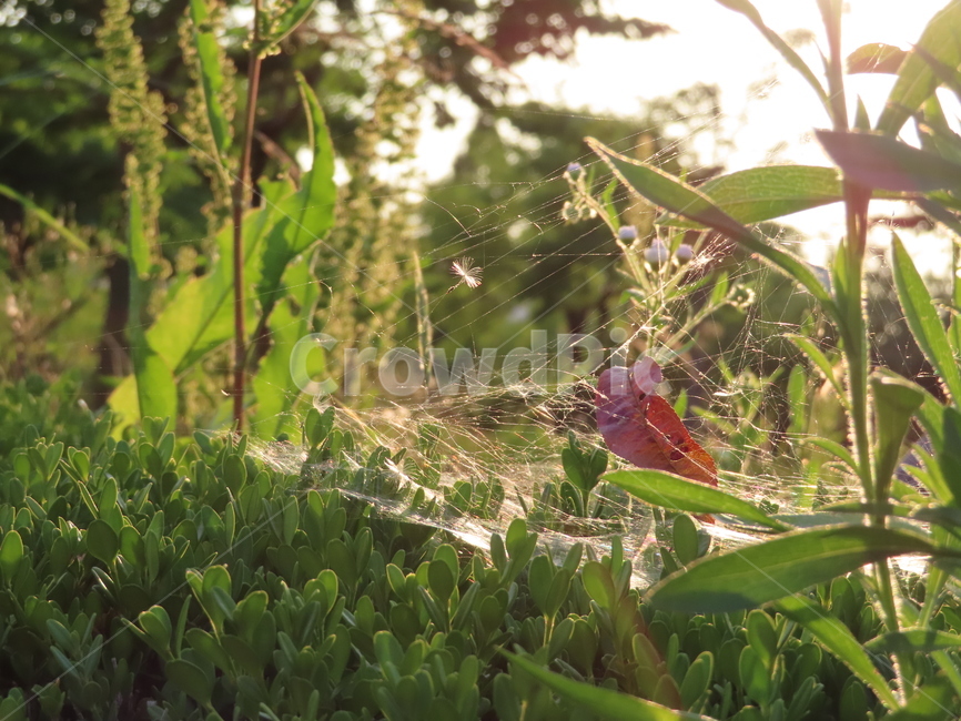 거미줄,잡초,잔디,자연,공원,식물,헝클어지다,맑은날,spiderweb,weed,grass,nature,park,plant