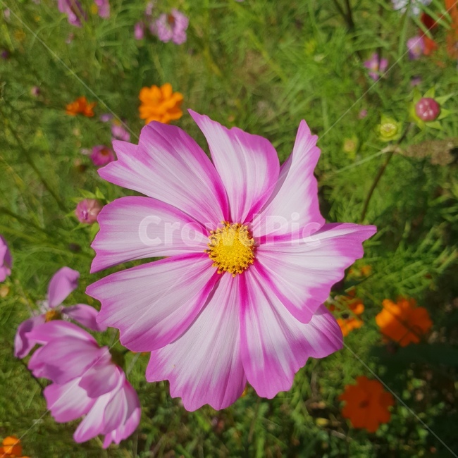꽃,코스모스,봄,자연,계절