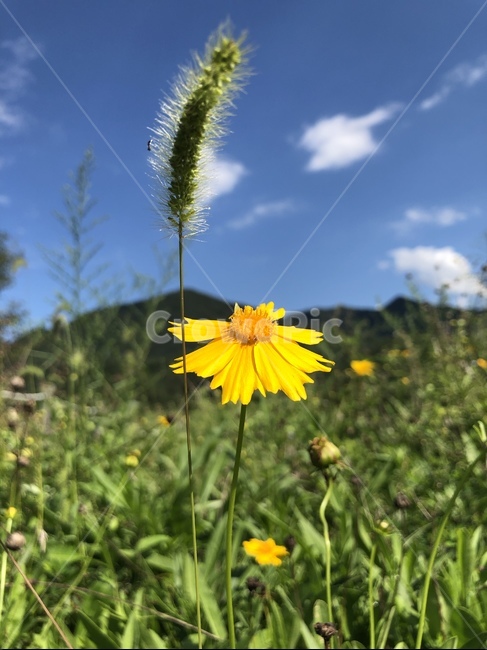 들꽃,나들이,여름,주말,무더위,식물,자연,plants,nature,꽃,flower