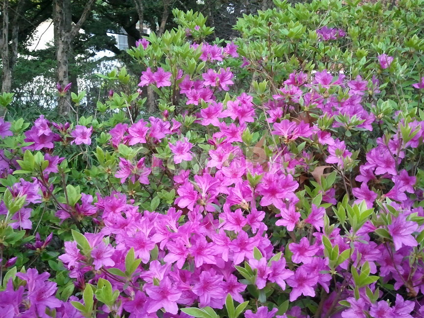 철쭉꽃,진달래과,낙엽관목,개꽃나무,관상용,철죽,조경용,식물,자연,plants,nature,꽃,flower