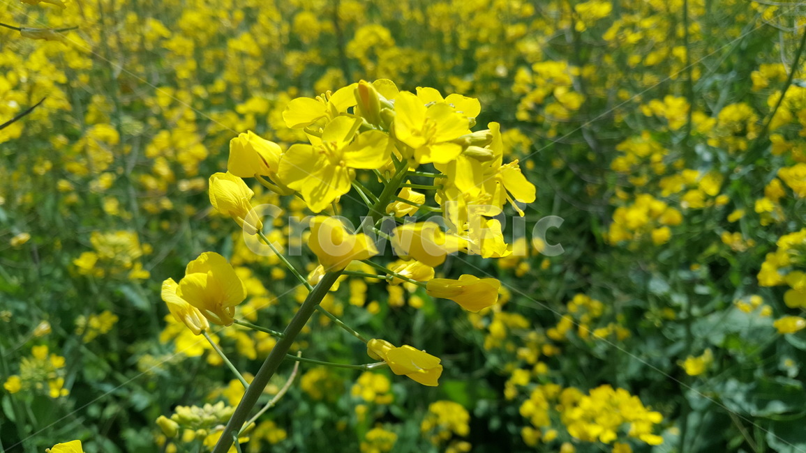 유채꽃,outdoors,옥외,nature,자연,farm,식물,plant