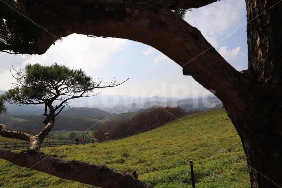 강원도,대관령,양떼목장,소나무액자,풍경,자연,풍경,nature,landscape,한국자연풍경,한국자연경관,korea nature landscape,식물,plants,나무,trees,wood,plant,tree,outdoors,옥외,tree trunk,나무 줄기