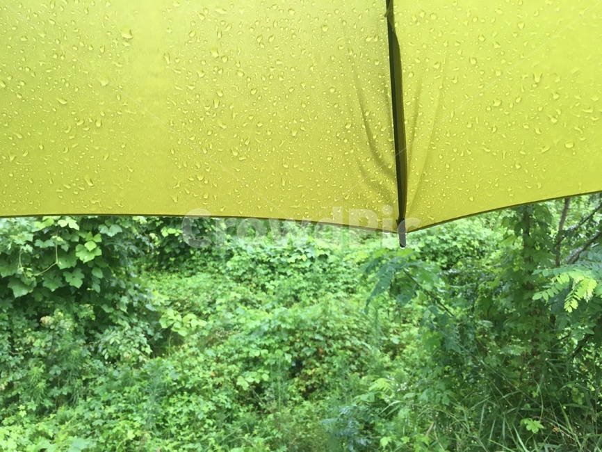 우산,연두색,자연,식물,빗방울,비오는날,비,덤불,숲,bush,rain,rainy,umbrella,yellowgreen,nature,plant,아웃포커싱