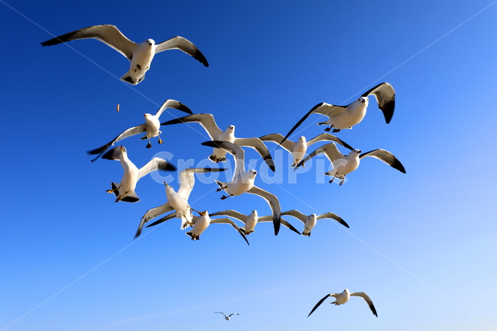 바다,동물,새,풍경,자연,동물,animal,조류,새,birds