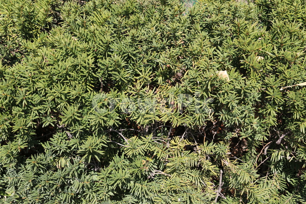화단,식물,푸른,초록,정원,도심,공원,산책,화창한,식물,자연,plants,nature