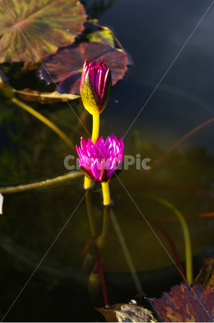 수련,자연,nature,식물,plant,꽃,flower,식물,자연,plants,nature,꽃,flower